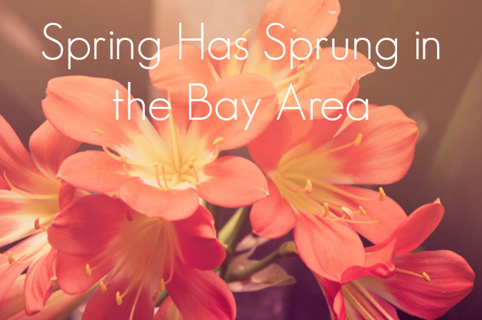 Spring-Has-Sprung-in-the-Bay-Area