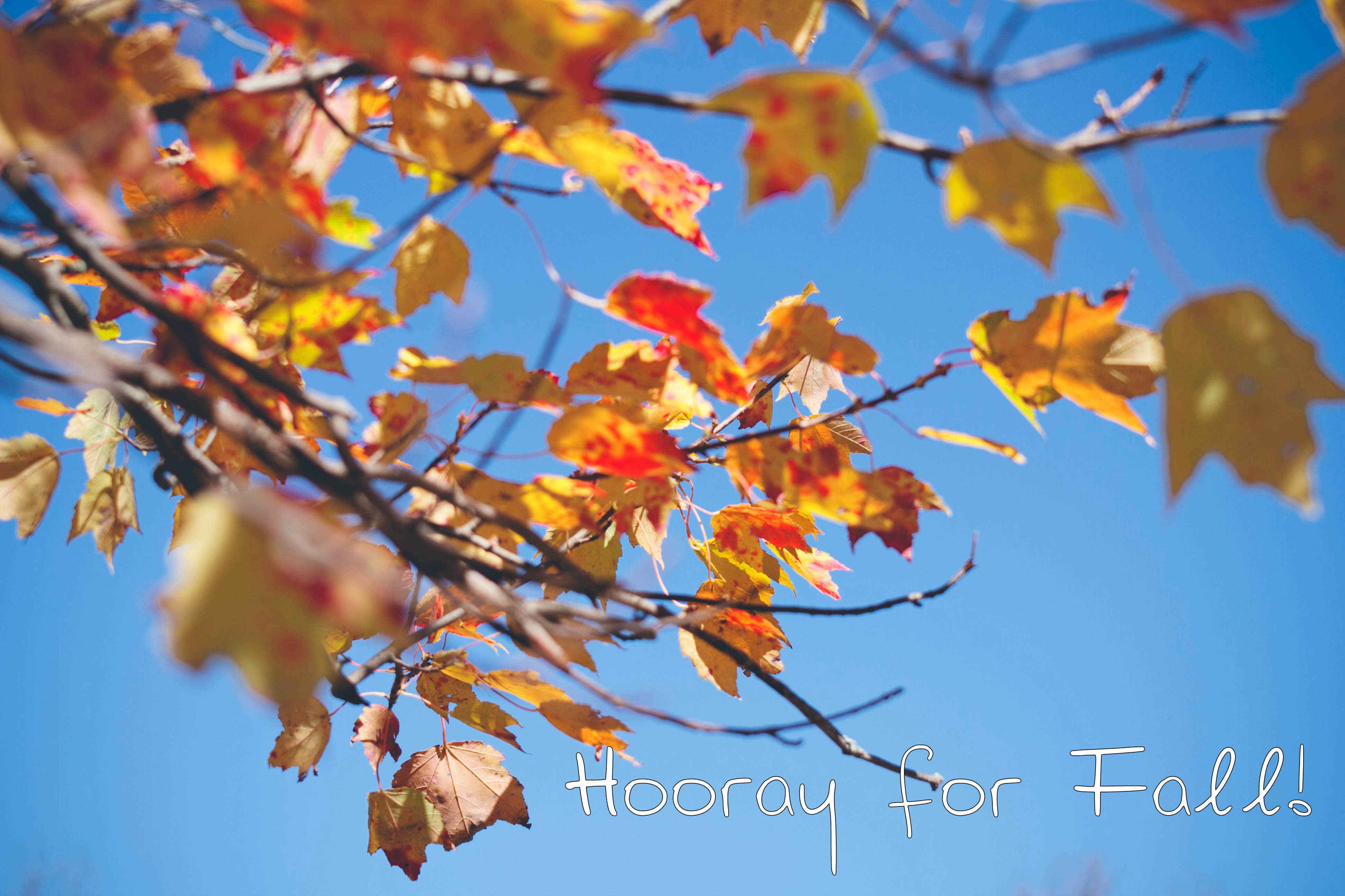 Hooray for Fall