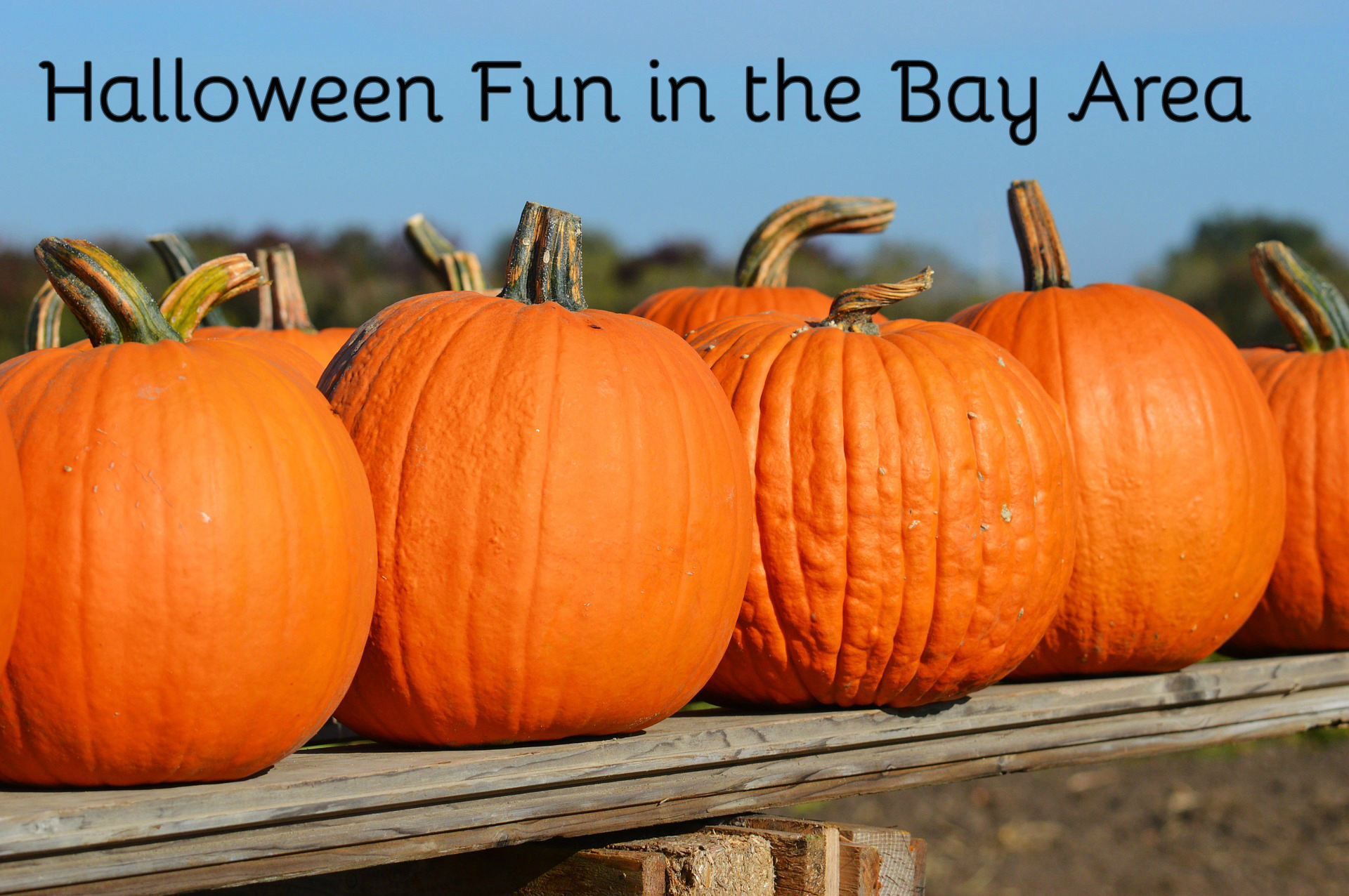 Halloween Fun in the Bay Area