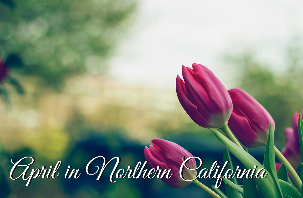 April in Northern California