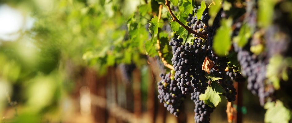 The Vineyard Collection - About the Area